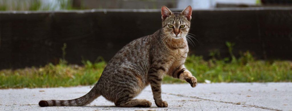 cat back injury treatment
